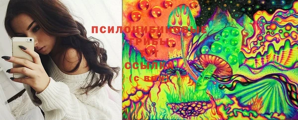 крисы Корсаков